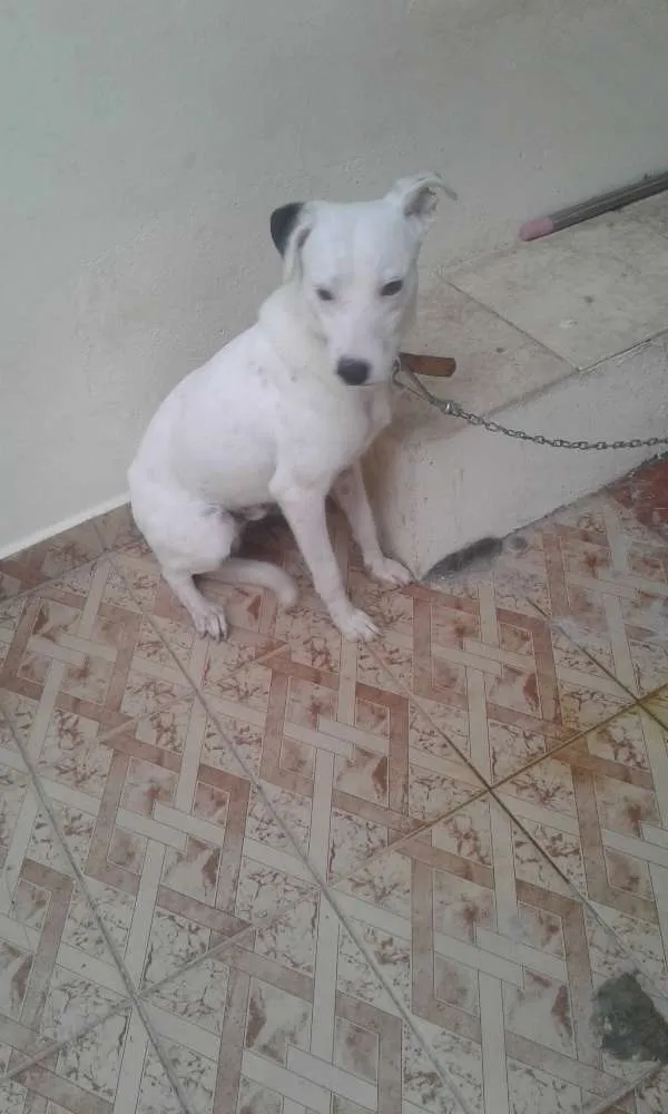 Cachorro raça vira lata idade 1 ano nome olafe