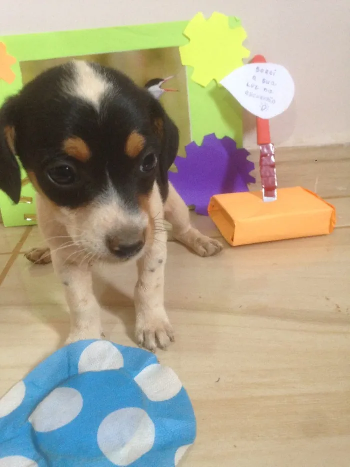 Cachorro ra a Americano com Basset  idade Abaixo de 2 meses nome escolha do dono