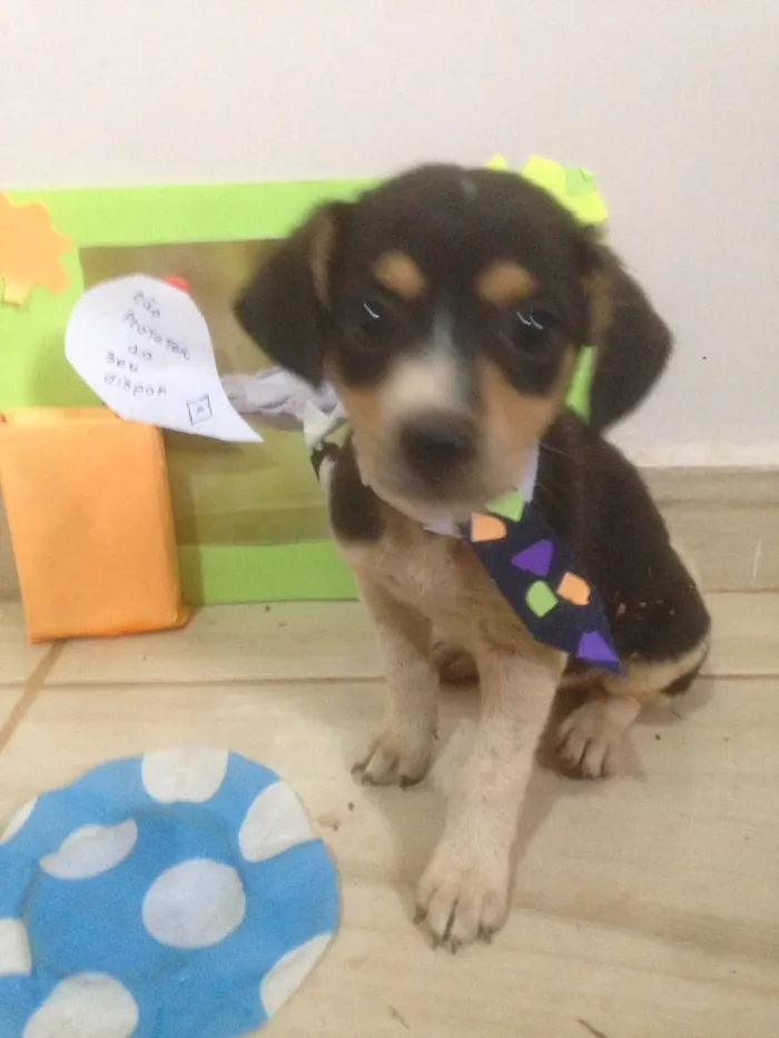 Cachorro ra a Americano com Basset  idade Abaixo de 2 meses nome escolha do dono