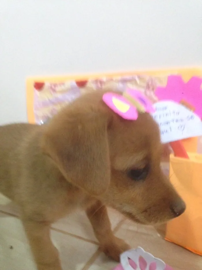 Cachorro ra a Americano com Basset  idade Abaixo de 2 meses nome escolha do dono