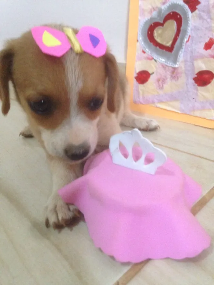 Cachorro ra a Americano com Basset  idade Abaixo de 2 meses nome escolha do dono