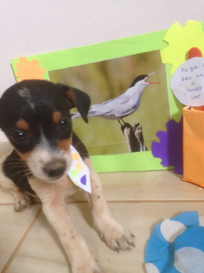 Cachorro ra a Americano com Basset  idade Abaixo de 2 meses nome escolha do dono