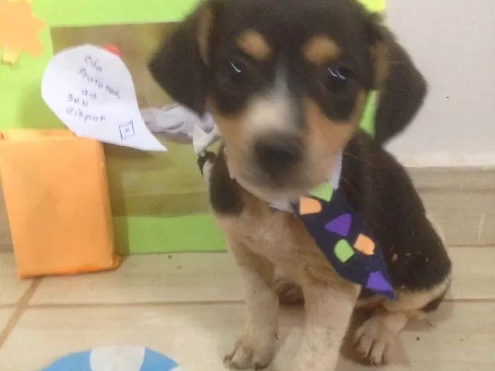 Cachorro ra a Americano com Basset  idade Abaixo de 2 meses nome escolha do dono