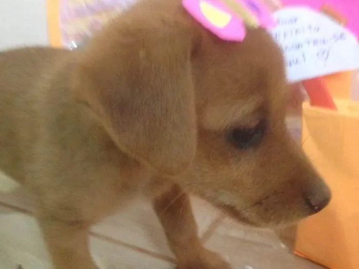 Cachorro ra a Americano com Basset  idade Abaixo de 2 meses nome escolha do dono