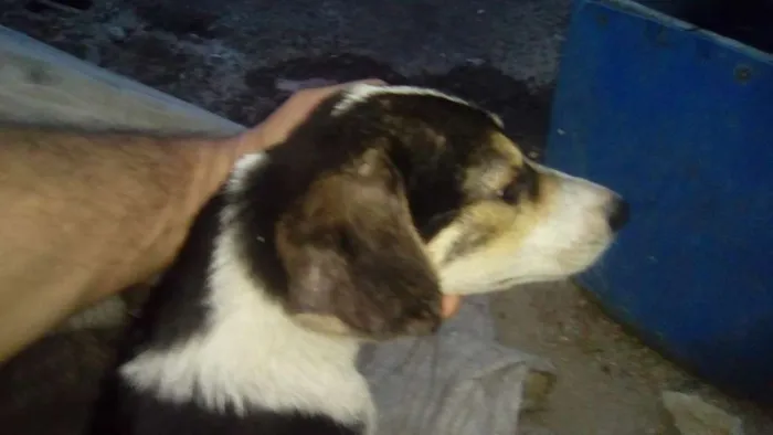 Cachorro raça srd idade 2 a 6 meses nome Sadan
