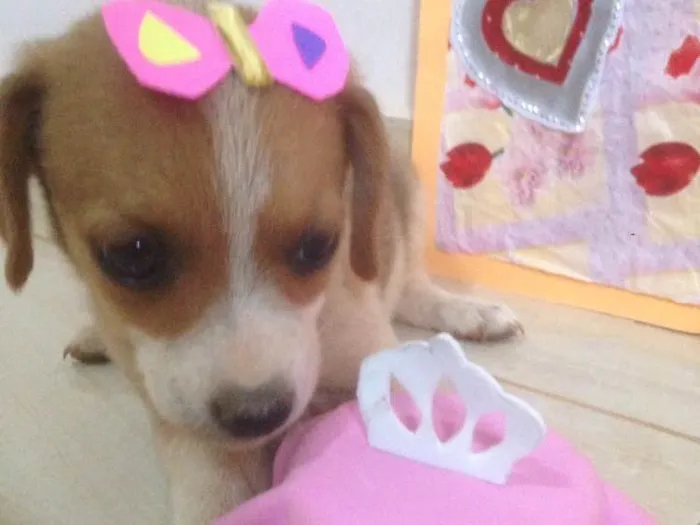 Cachorro ra a Americano com Basset  idade Abaixo de 2 meses nome escolha do dono