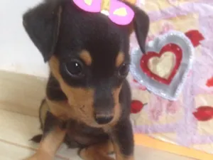 Cachorro raça Americano com Basset  idade Abaixo de 2 meses nome escolha do dono