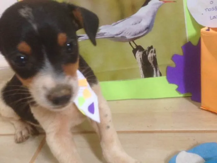 Cachorro ra a Americano com Basset  idade Abaixo de 2 meses nome escolha do dono