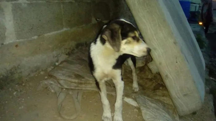 Cachorro raça srd idade 2 a 6 meses nome Sadan