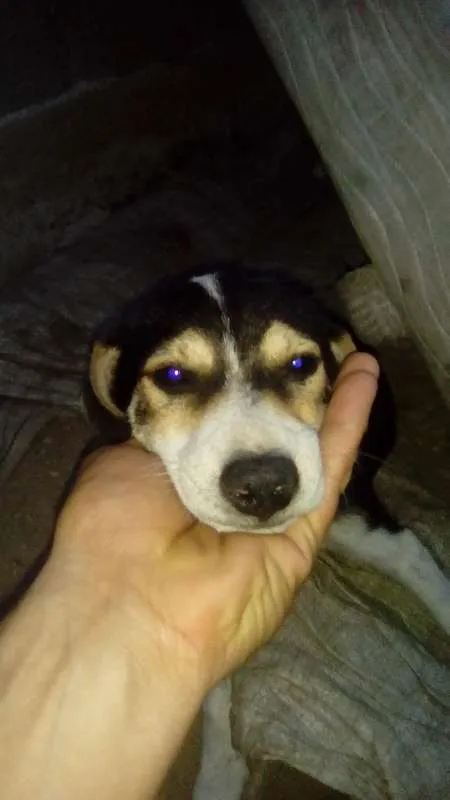 Cachorro raça srd idade 2 a 6 meses nome Sadan
