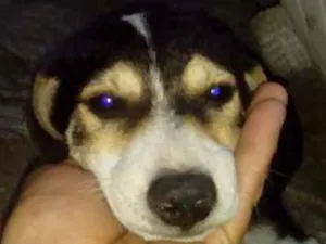 Cachorro raça srd idade 2 a 6 meses nome Sadan