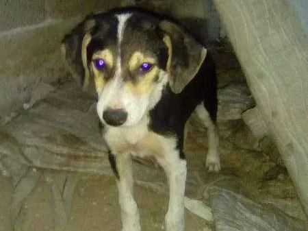 Cachorro raça srd idade 2 a 6 meses nome Sadan