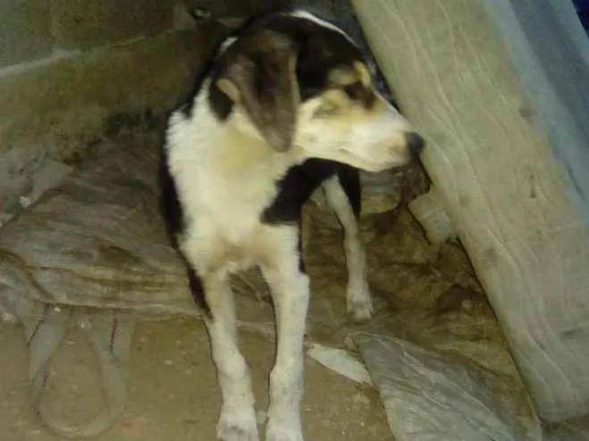 Cachorro raça srd idade 2 a 6 meses nome Sadan