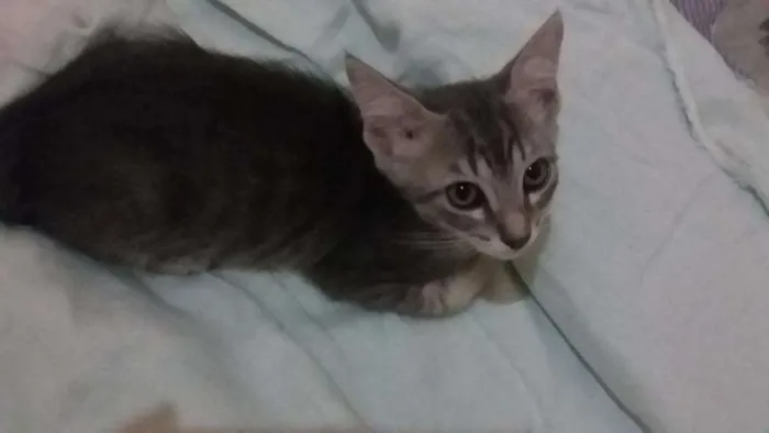 Gato raça S. R. D idade 2 a 6 meses nome Zeca