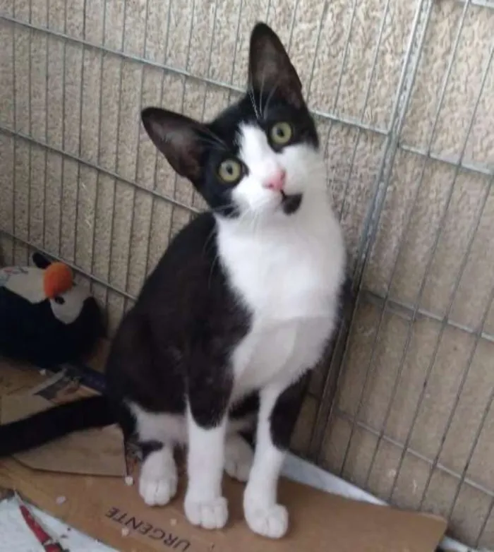 Gato ra a SRD idade 2 a 6 meses nome Paulinho