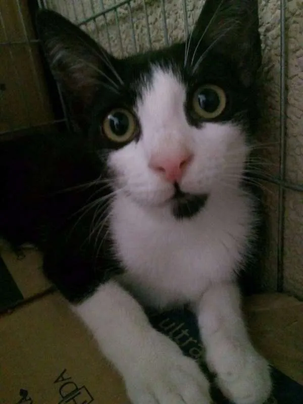 Gato ra a SRD idade 2 a 6 meses nome Paulinho