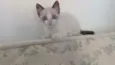 Pipa