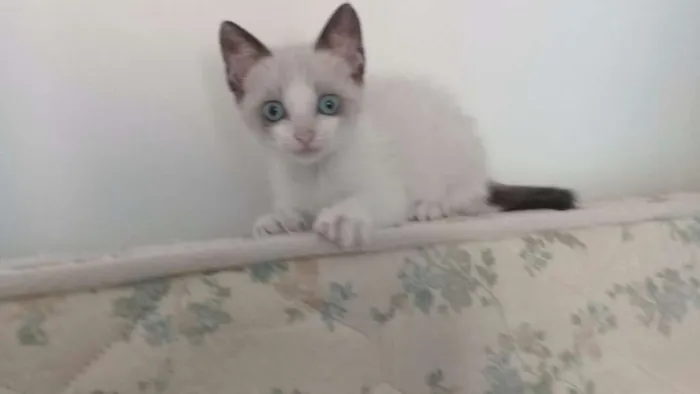 Gato ra a SRD idade 2 a 6 meses nome Pipa