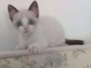 Gato raça SRD idade 2 a 6 meses nome Pipa
