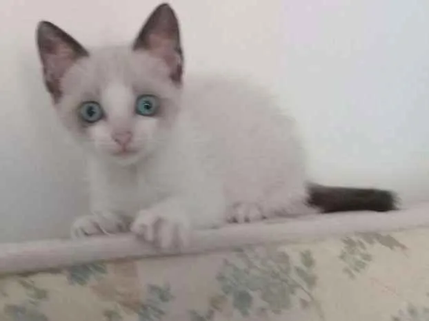 Gato ra a SRD idade 2 a 6 meses nome Pipa
