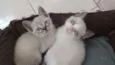 Pipa