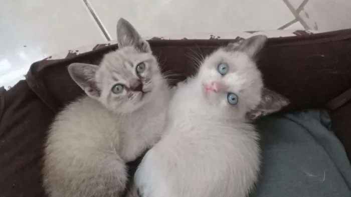 Gato ra a SRD idade 2 a 6 meses nome Pipa