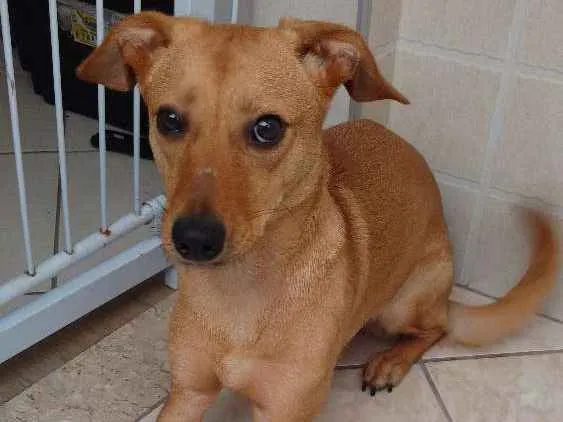 Cachorro ra a SRD idade 1 ano nome Lola