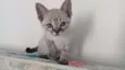 Tina