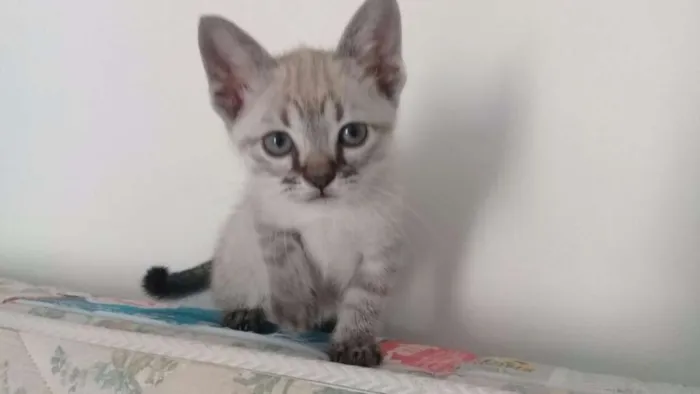 Gato ra a SRD idade 2 a 6 meses nome Tina