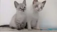 Tina