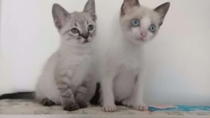 Gato ra a SRD idade 2 a 6 meses nome Tina