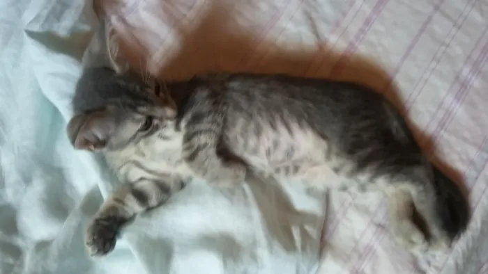 Gato raça S. R. D idade 2 a 6 meses nome Zeca