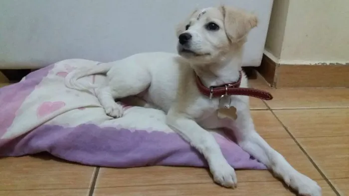 Cachorro ra a SRD idade 2 a 6 meses nome Joy