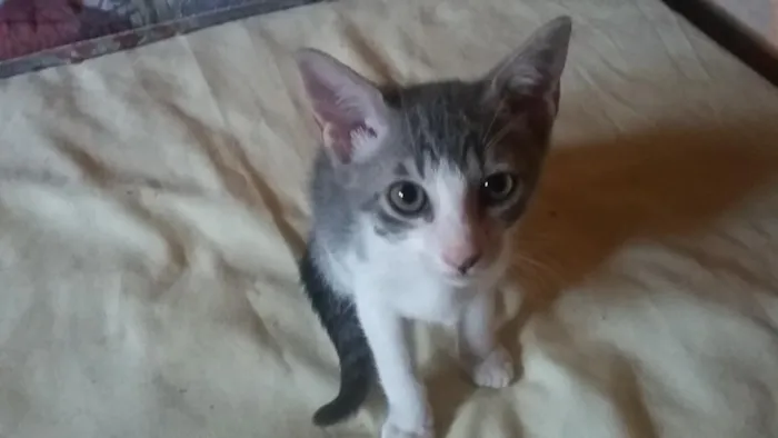 Gato raça S. R. D idade 2 a 6 meses nome Pixote
