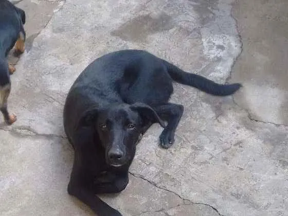 Cachorro ra a Vira lata idade 7 a 11 meses nome Carvão