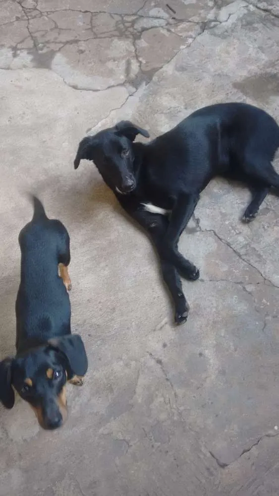 Cachorro ra a Vira lata idade 7 a 11 meses nome Carvão