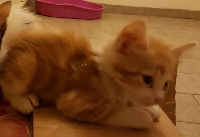 Gato ra a BRASILEIRA idade 2 a 6 meses nome BORIS