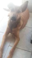 Benji