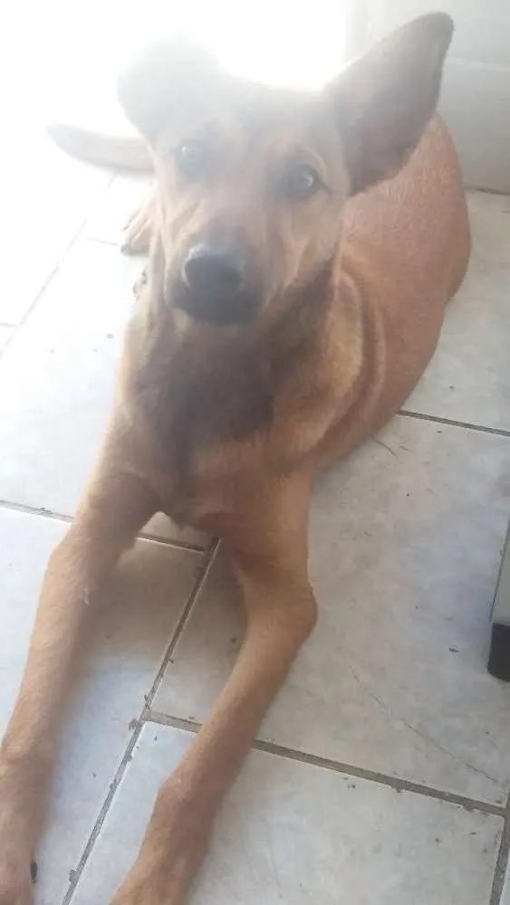 Cachorro ra a Viralata idade 7 a 11 meses nome Benji