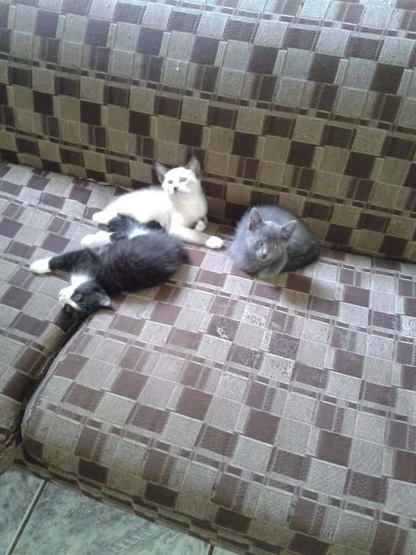 Gato ra a desconhecido idade 2 a 6 meses nome Navin,srta.O,Otto
