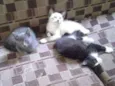 Navin,srta.O,Otto