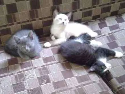 Gato ra a desconhecido idade 2 a 6 meses nome Navin,srta.O,Otto