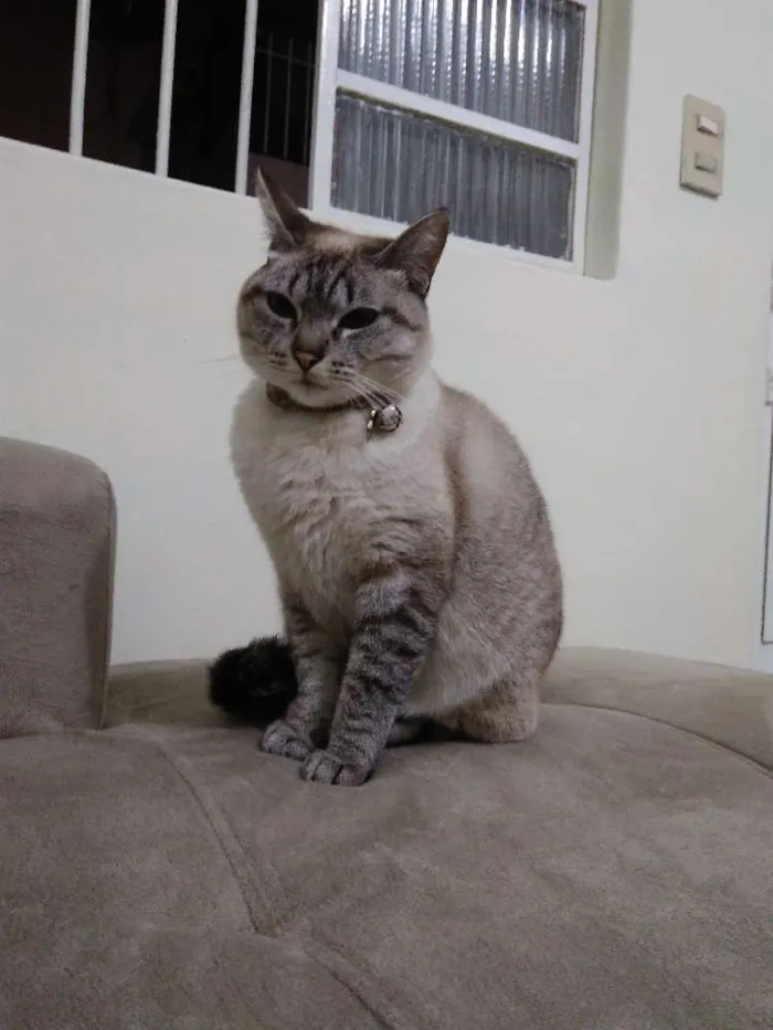 Gato ra a Sem Raça definida idade 3 anos nome Penelope