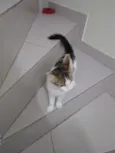 Lola