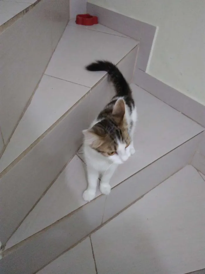 Gato ra a Sem raça definida idade 7 a 11 meses nome Lola