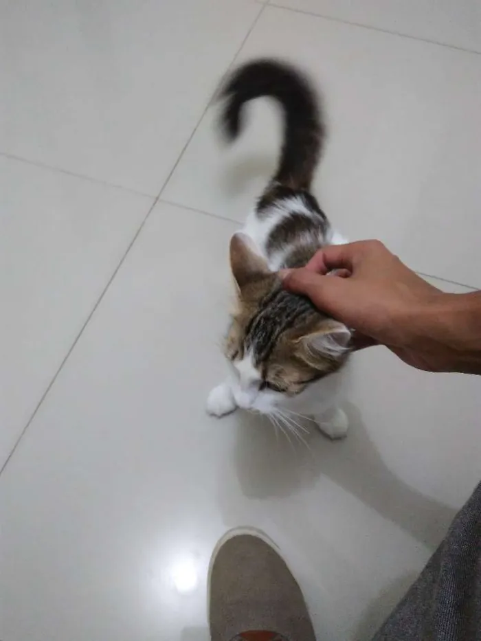 Gato ra a Sem raça definida idade 7 a 11 meses nome Lola