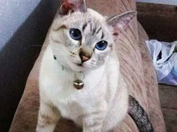 Gato ra a Sem Raça definida idade 3 anos nome Penelope
