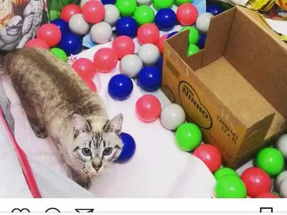 Gato ra a Sem Raça definida idade 3 anos nome Penelope