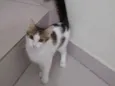 Lola