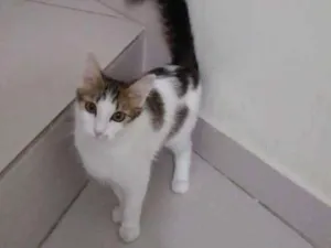 Gato raça Sem raça definida idade 7 a 11 meses nome Lola